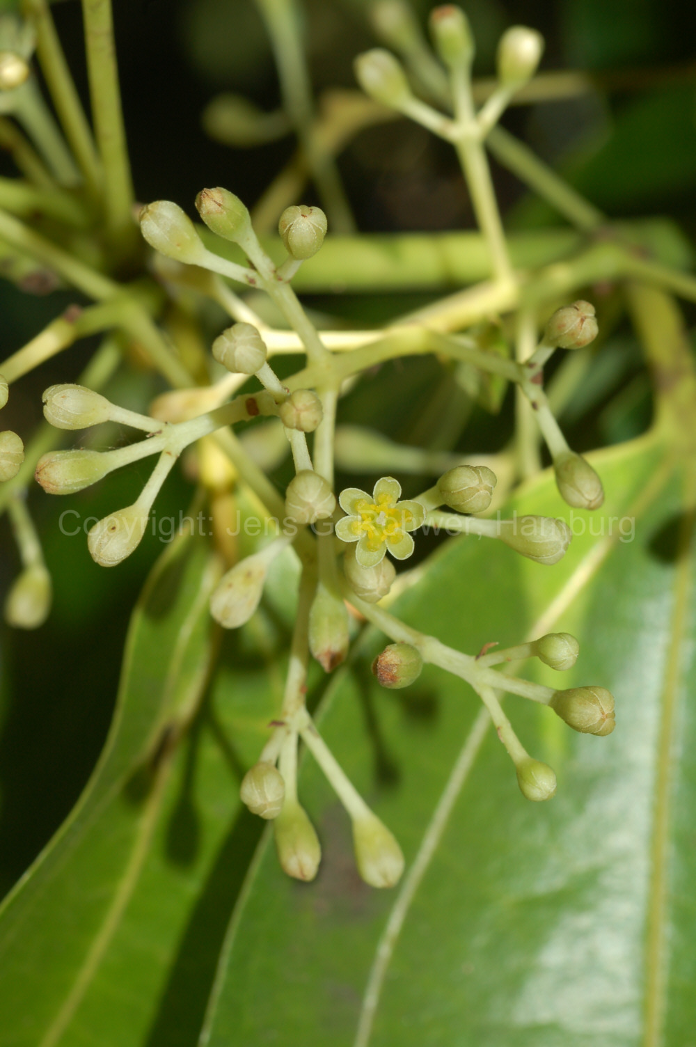 Cinnamomum Verum